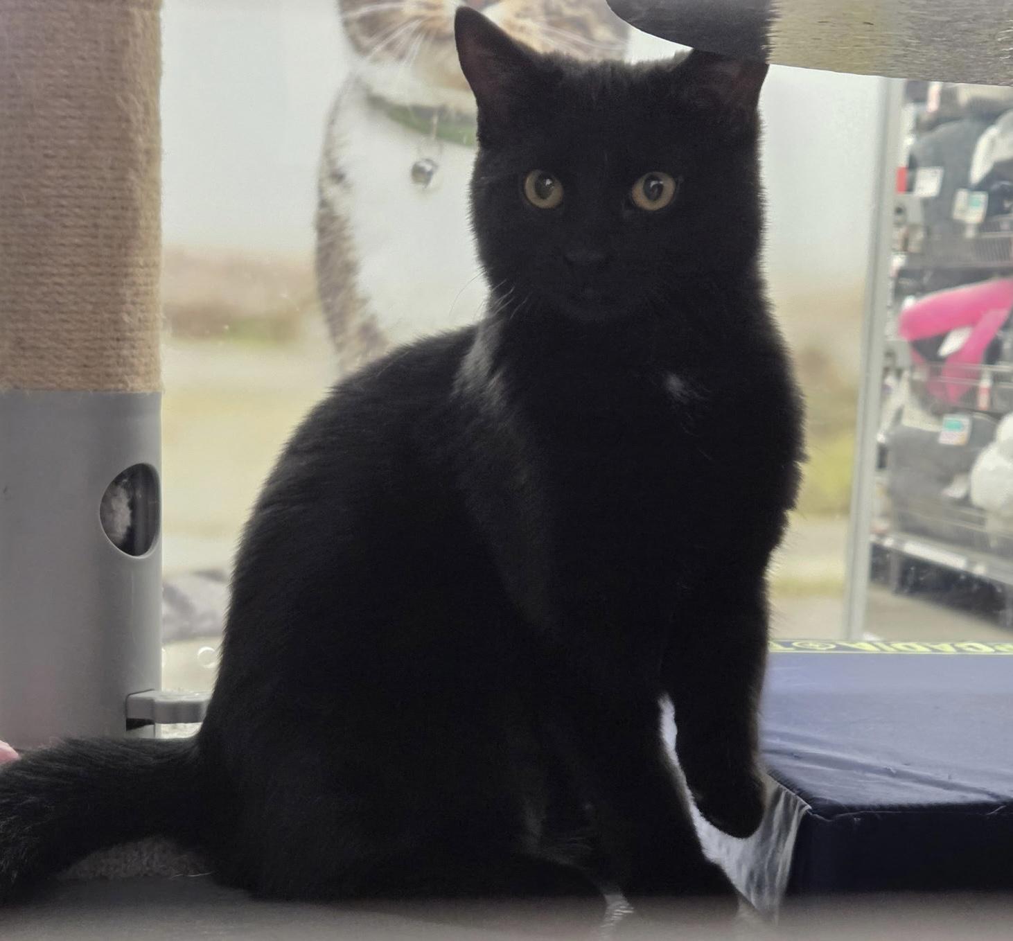 Yankee, Adoptable, Young Female Domestic Short Hair.