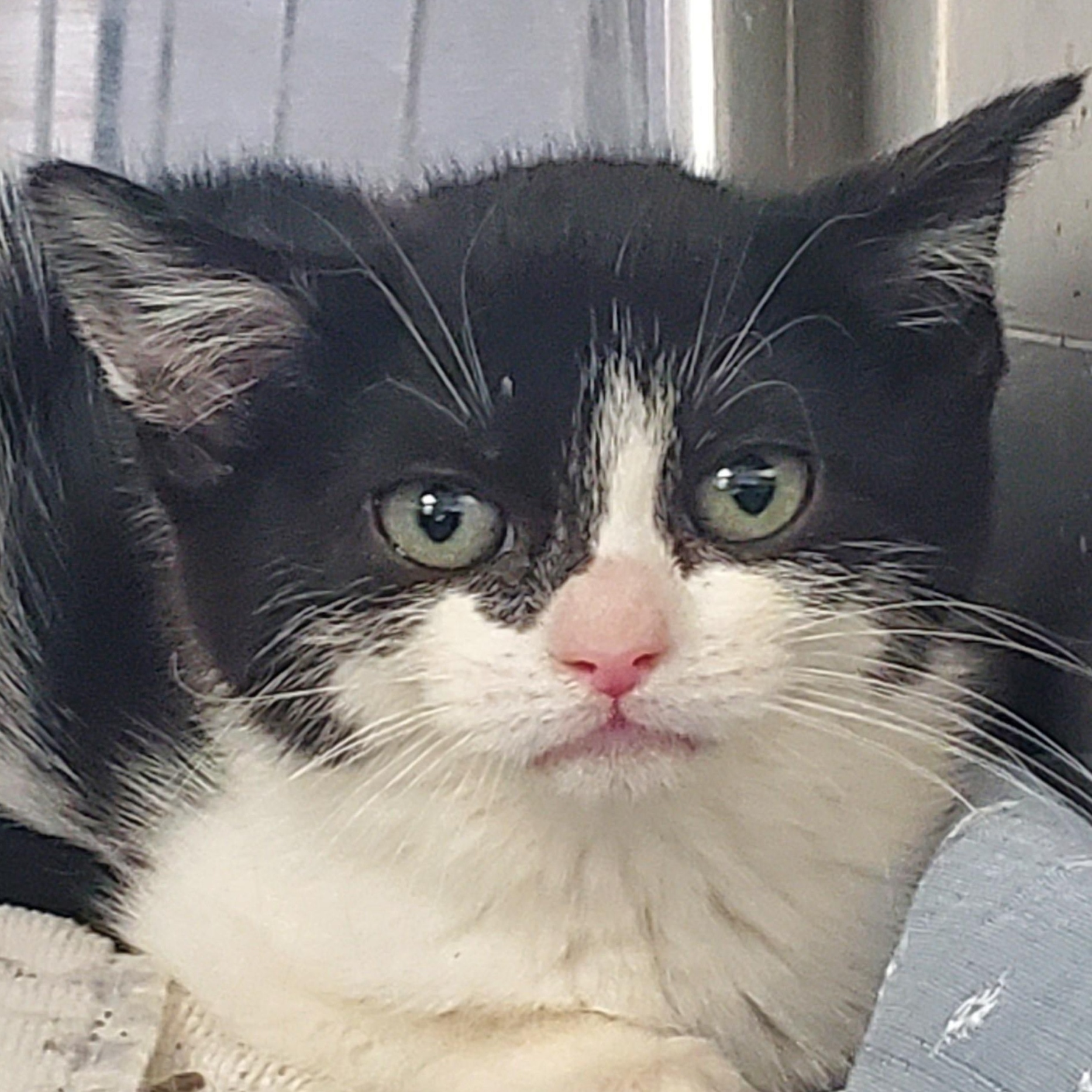 Enlarge Stone, an adopted Domestic Short Hair in Jersey city, NJ image 1/1