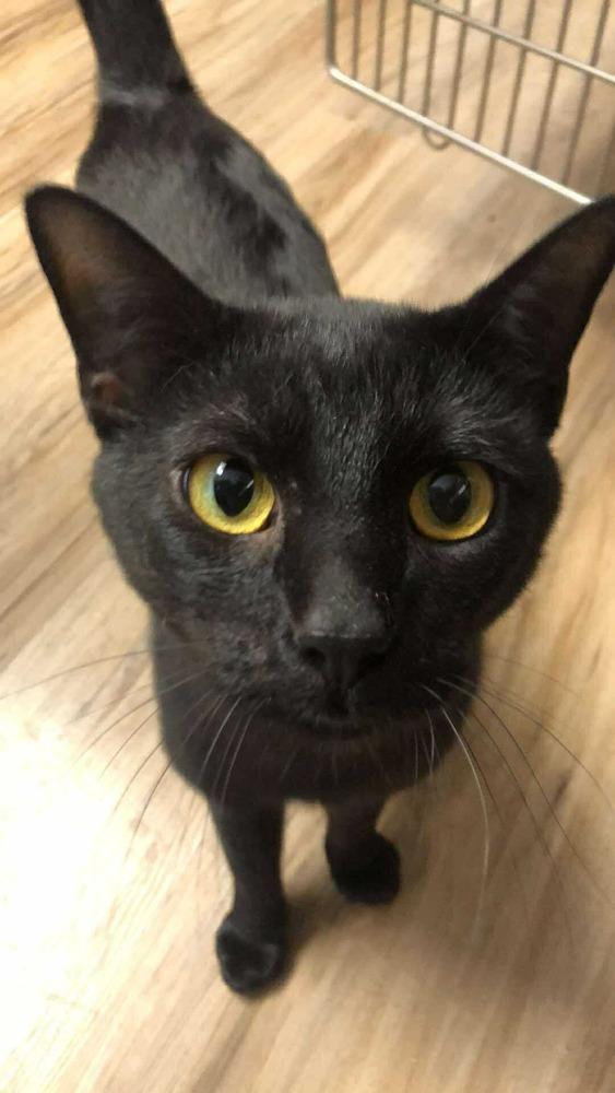 Enlarge AC Mickey, a Adoptable Domestic Short Hair in Fremont, NE image 1/1