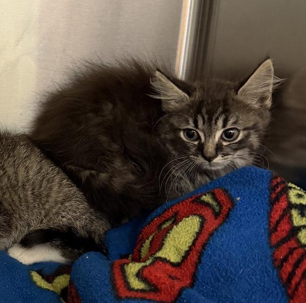 Enlarge Misty, a Adoptable mixed breed in Virginia Beach, VA image 2/2