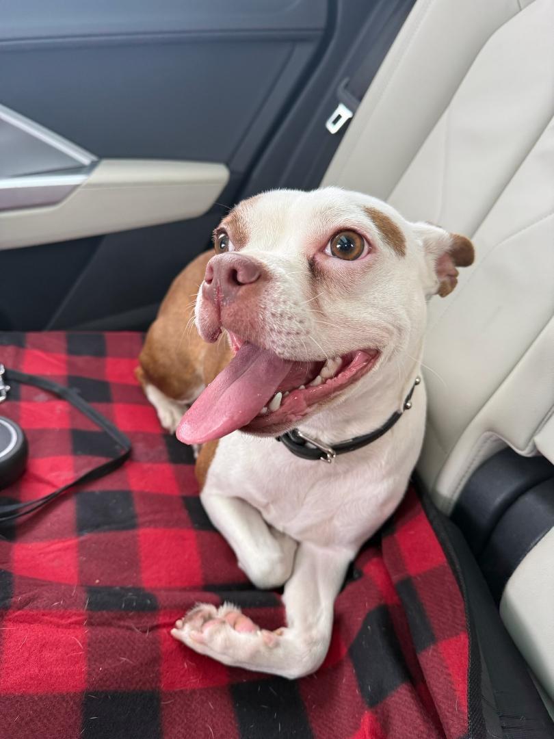 Enlarge Juniper - Pending, a hold mixed breed in Littleton, CO image 5/6