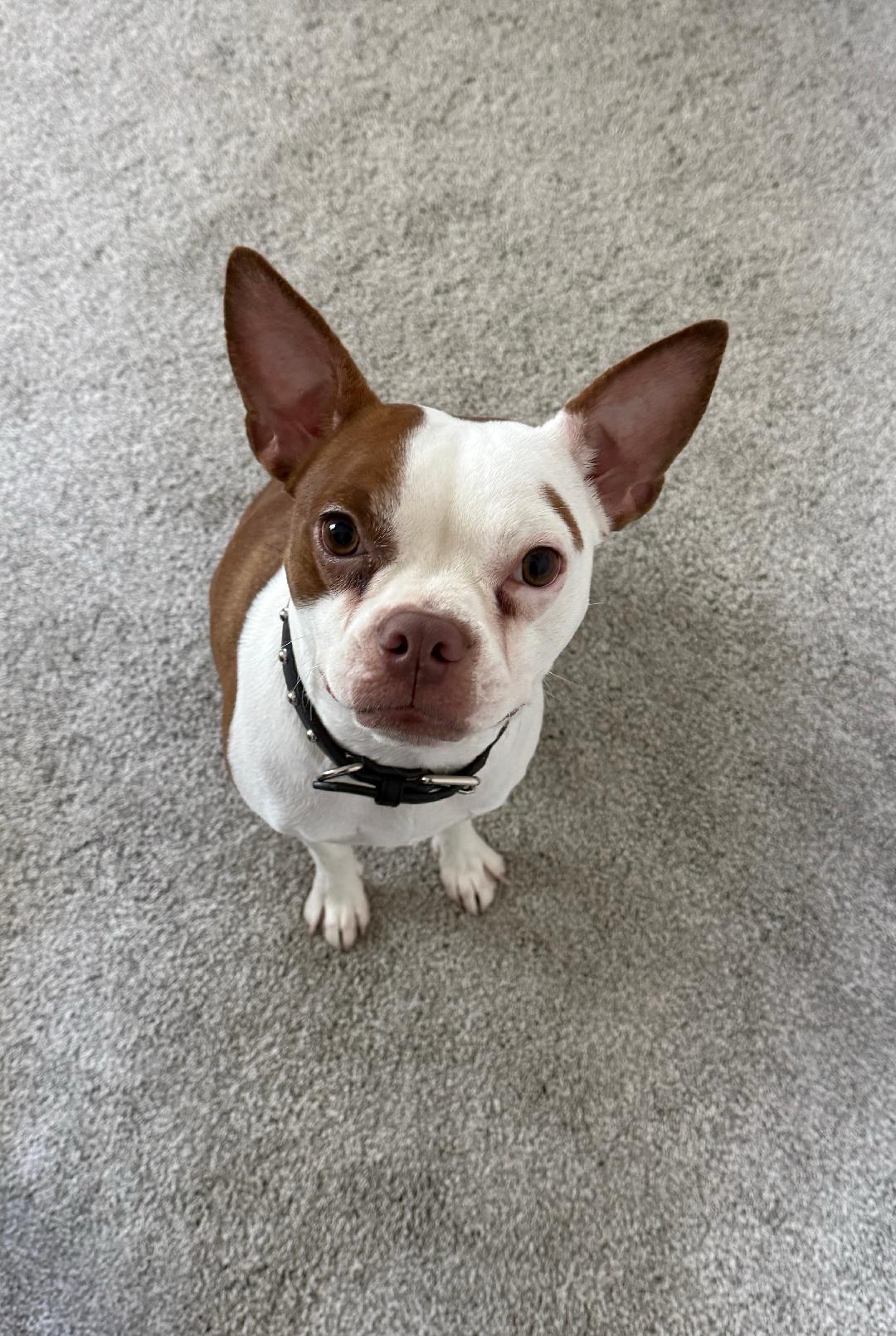 Enlarge Juniper - Pending, a hold mixed breed in Littleton, CO image 2/6