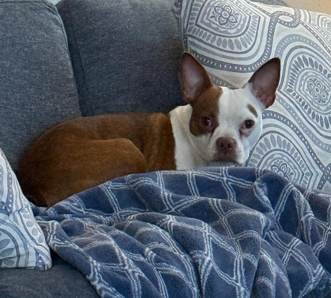 Juniper in CO, ADOPTABLE, Young Female Boston Terrier.