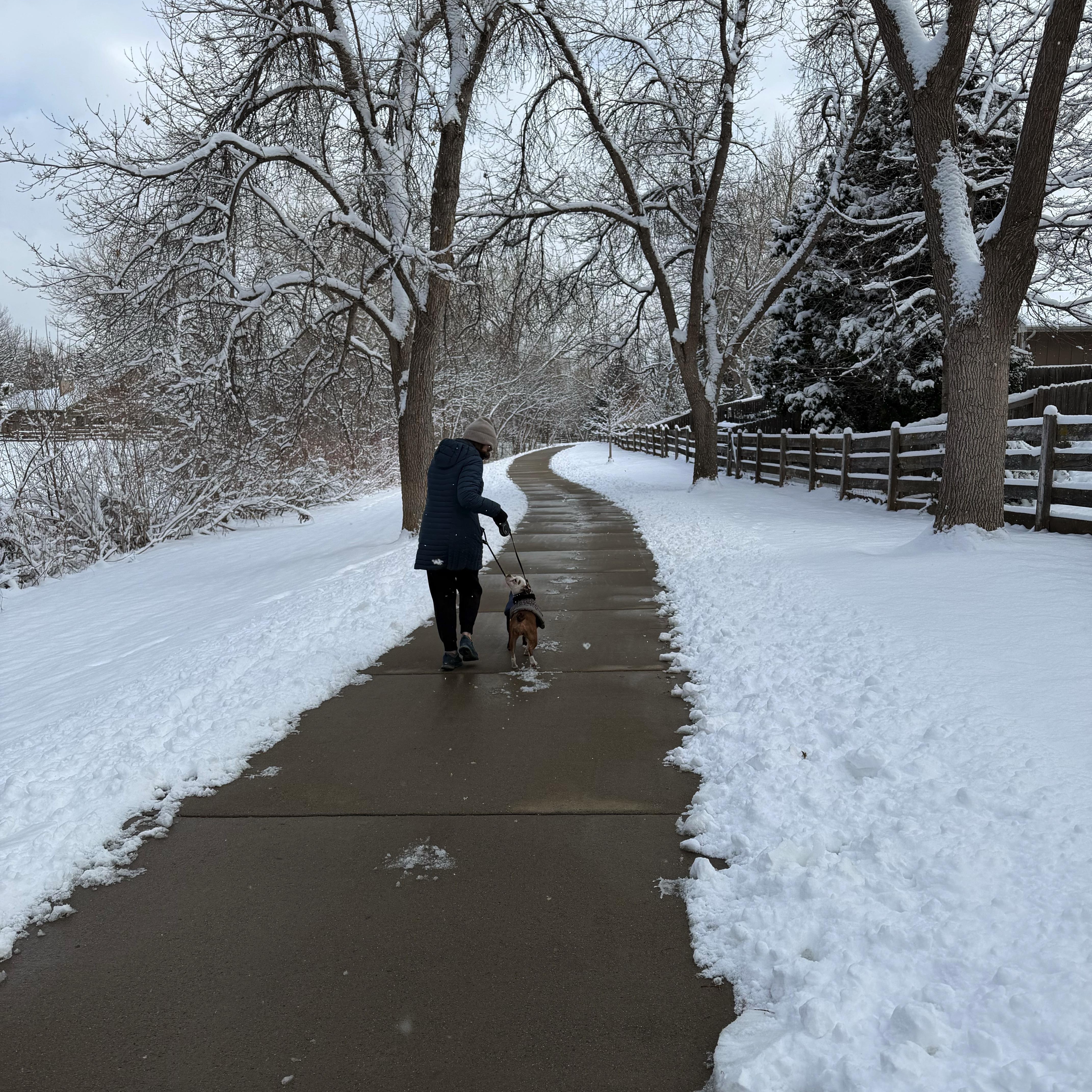 Enlarge Juniper - Pending, a hold mixed breed in Littleton, CO image 6/6
