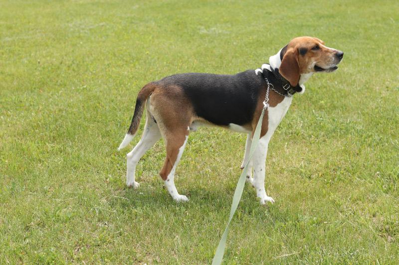 Ruger