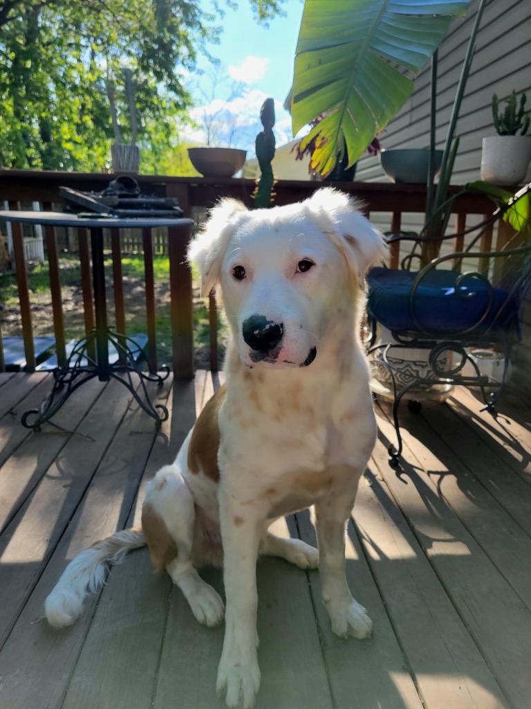 Patrick, Adoptable, Young Male Australian Shepherd & Great Pyrenees.