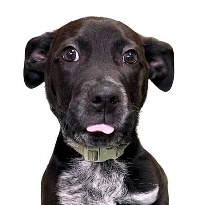 Miko, Adoptable, Puppy Male Australian Cattle Dog / Blue Heeler & Mixed Breed.