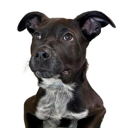 Miko, Adoptable, Puppy Male Australian Cattle Dog / Blue Heeler & Mixed Breed.