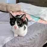 Salty, Adoptable, Young Female Domestic Short Hair & Mixed Breed.