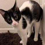 Salty, a Adoptable mixed breed in Santa Fe, TX image 2/3