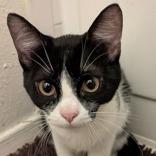 Salty, a Adoptable mixed breed in Santa Fe, TX image 3/3