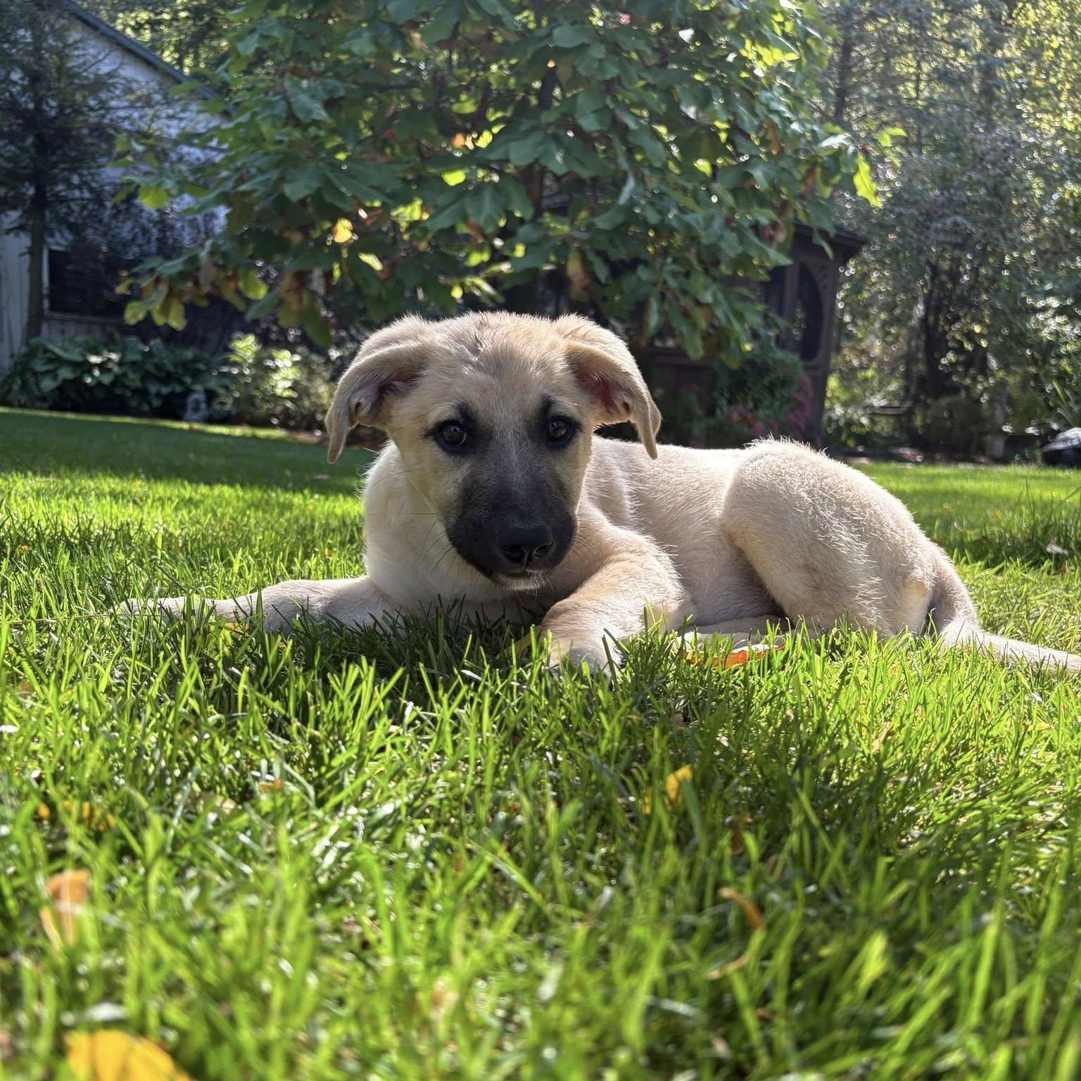 Elsa, a Adoptable mixed breed in Woodstock, ON image 3/6