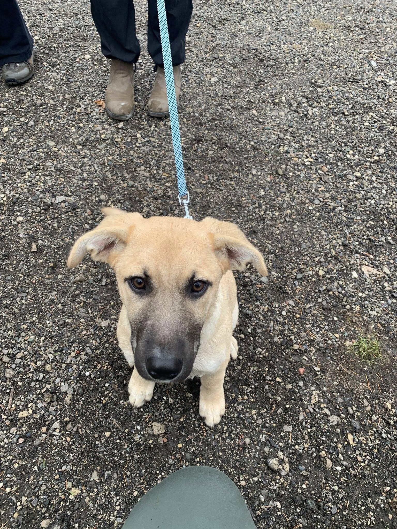 Enlarge Elsa, a Adoptable mixed breed in Woodstock, ON image 4/4