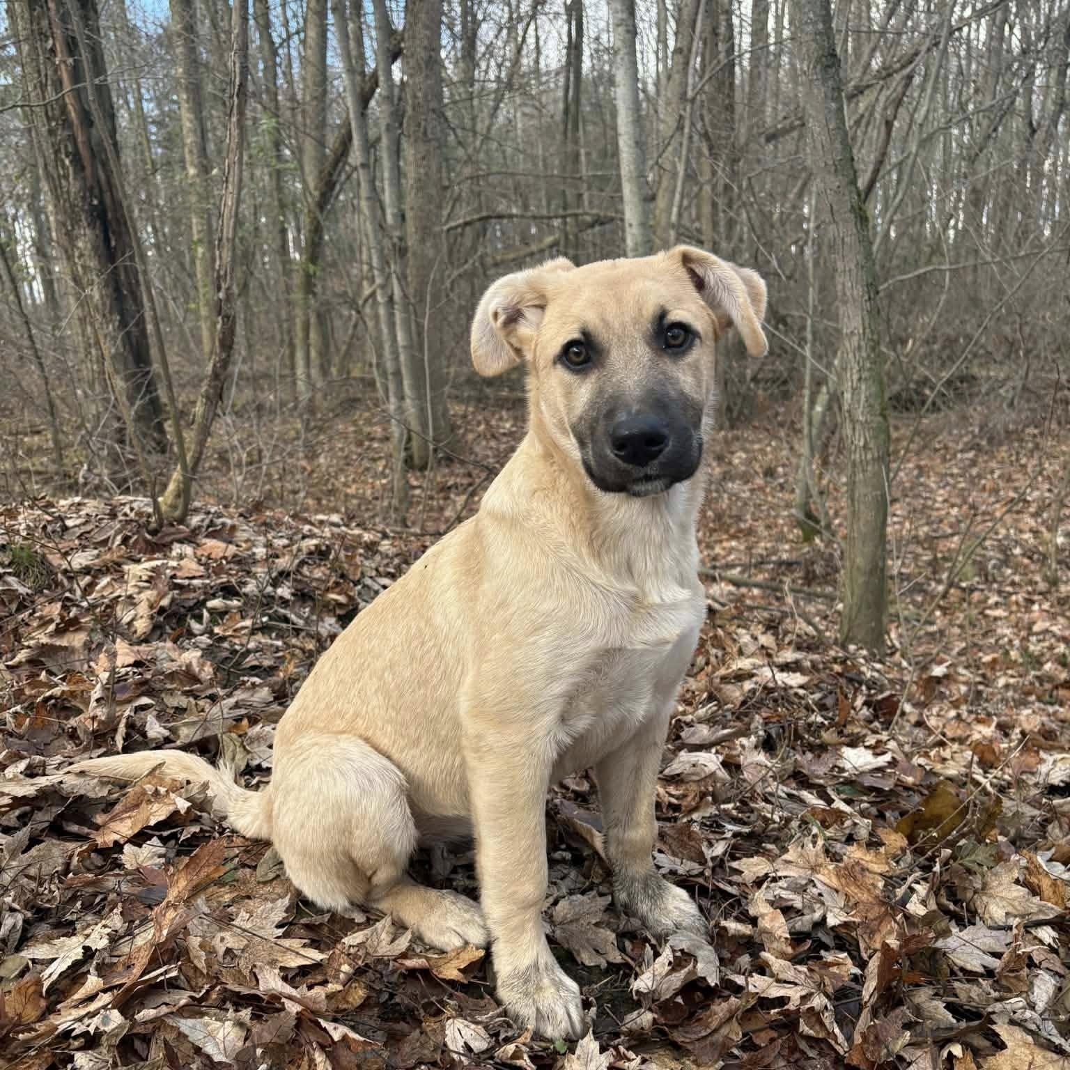 Elsa, Adoptable, Young Female Shepherd.