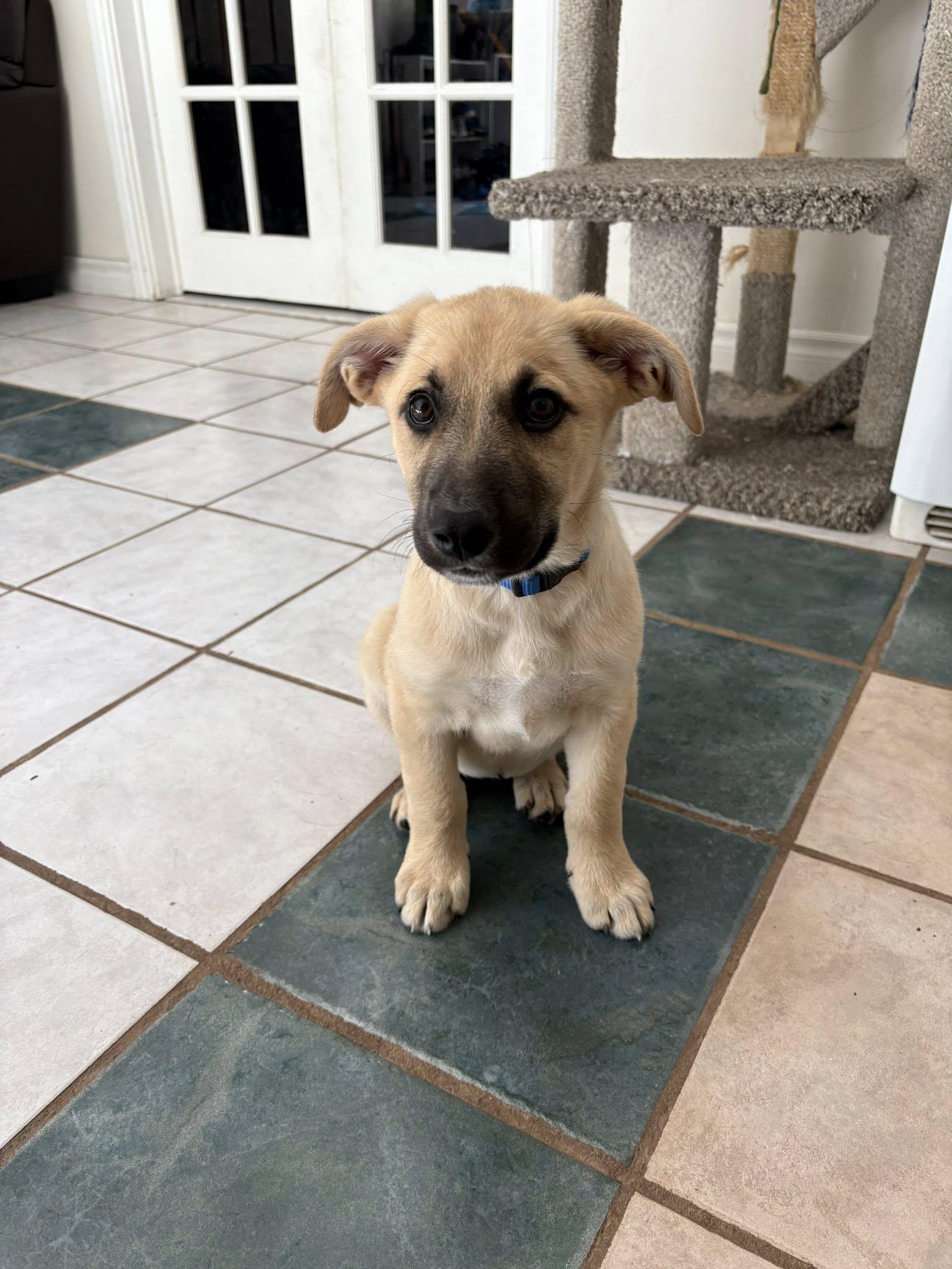 Elsa, a Adoptable mixed breed in Woodstock, ON image 6/6