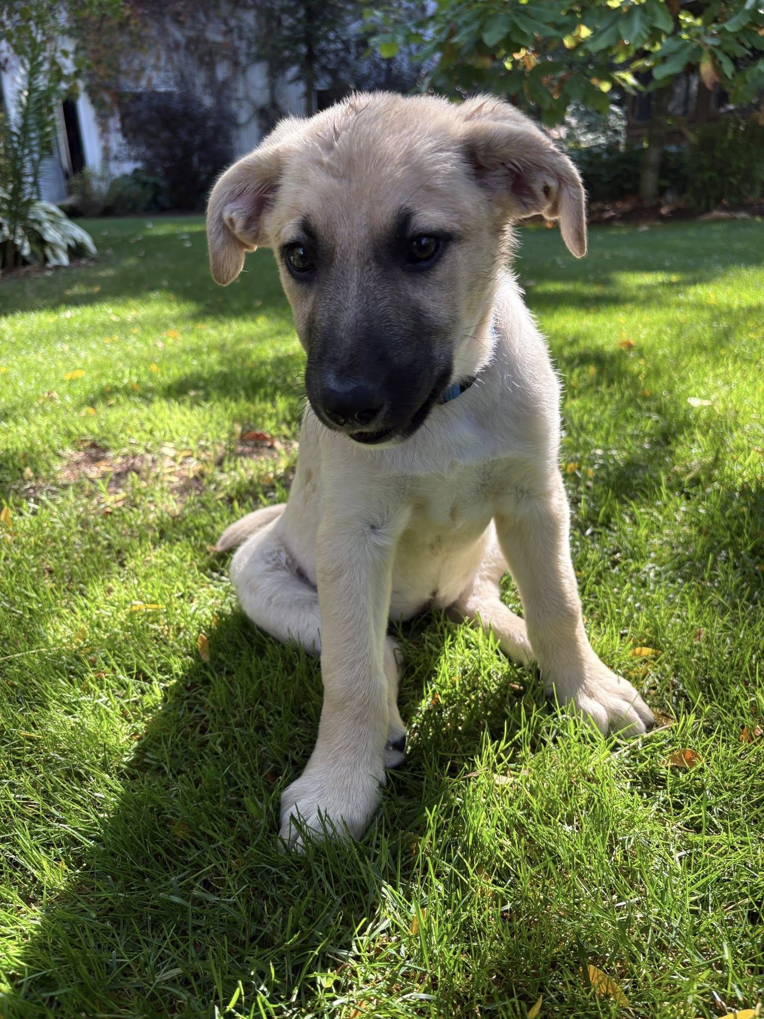 Elsa, a Adoptable mixed breed in Woodstock, ON image 5/6