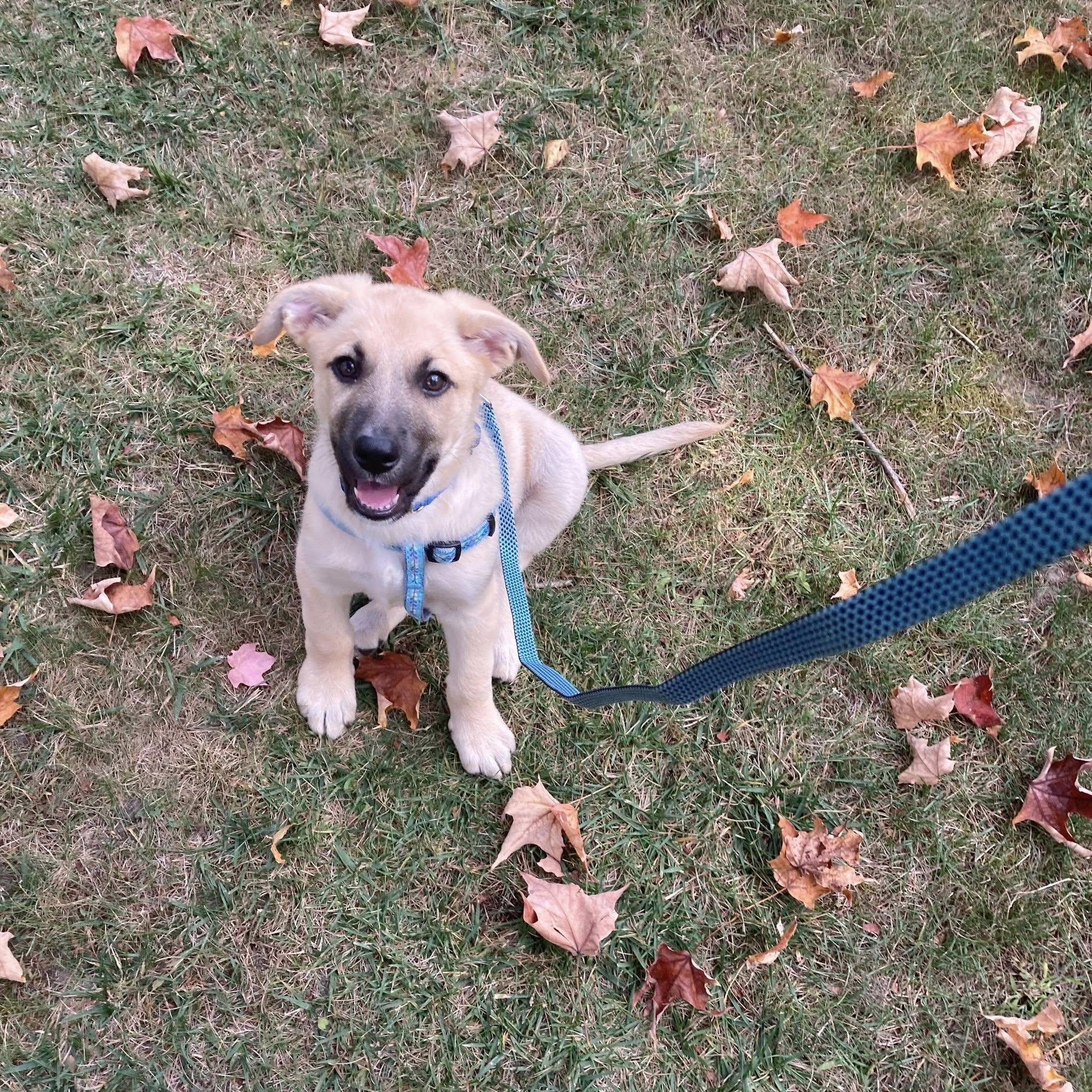 Elsa, a Adoptable mixed breed in Woodstock, ON image 4/6