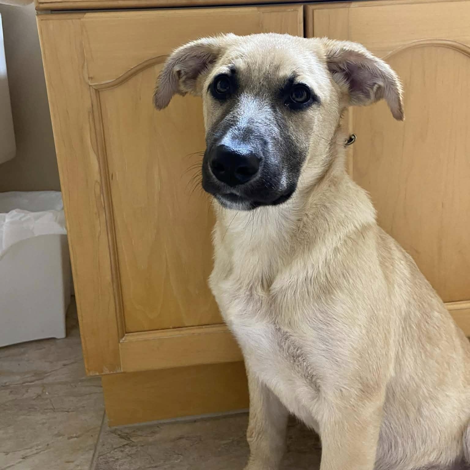 Enlarge Elsa, a Adoptable mixed breed in Woodstock, ON image 2/4