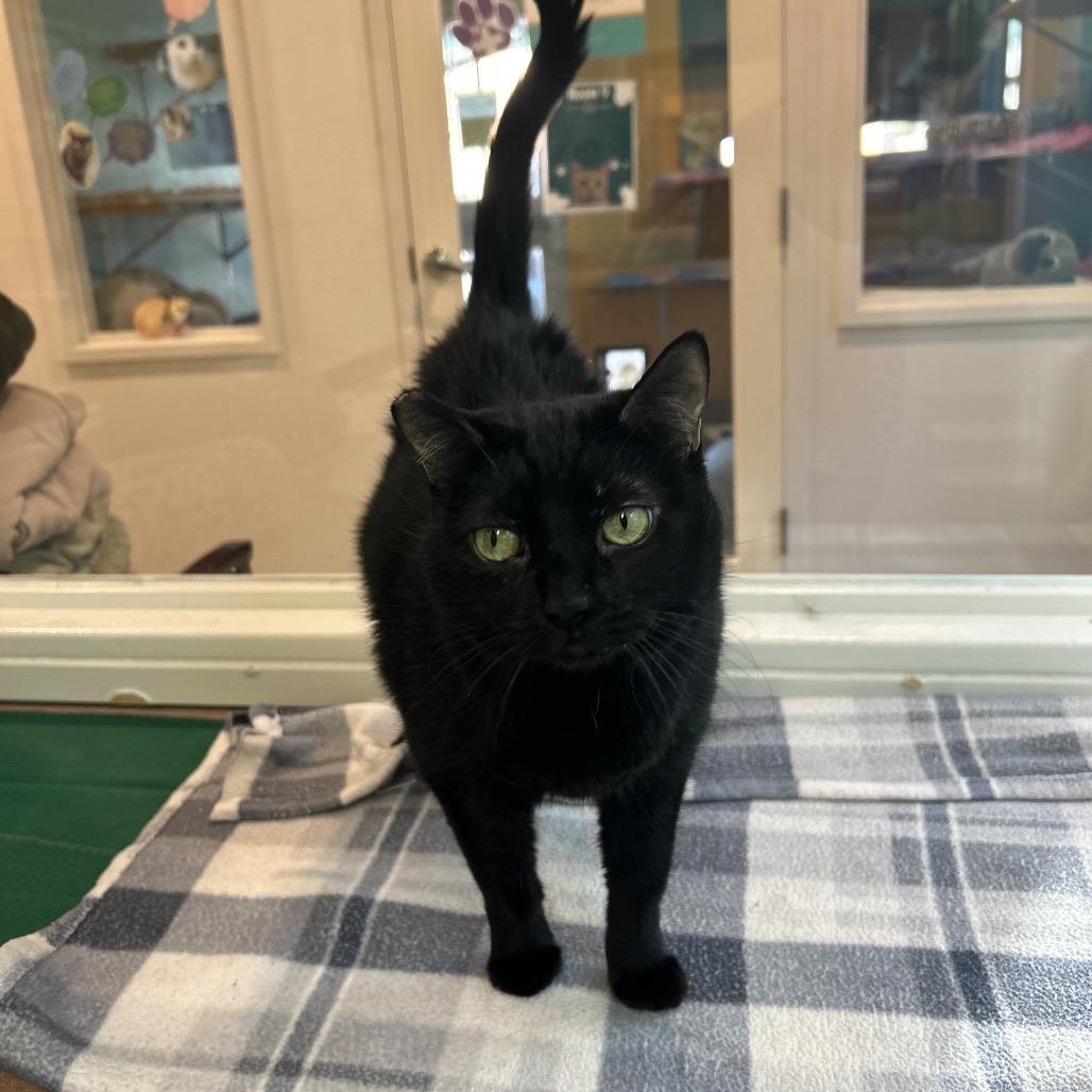 Enlarge Kitty, a Adoptable Domestic Short Hair in Fresno, CA image 1/6