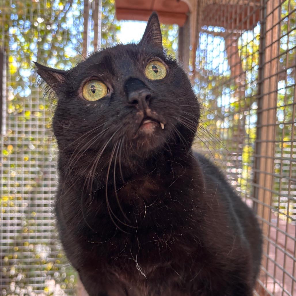 Enlarge Kitty, a Adoptable Domestic Short Hair in Fresno, CA image 2/6