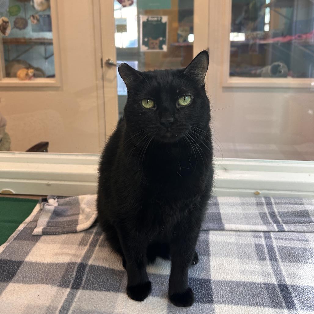 Enlarge Kitty, a Adoptable Domestic Short Hair in Fresno, CA image 3/6