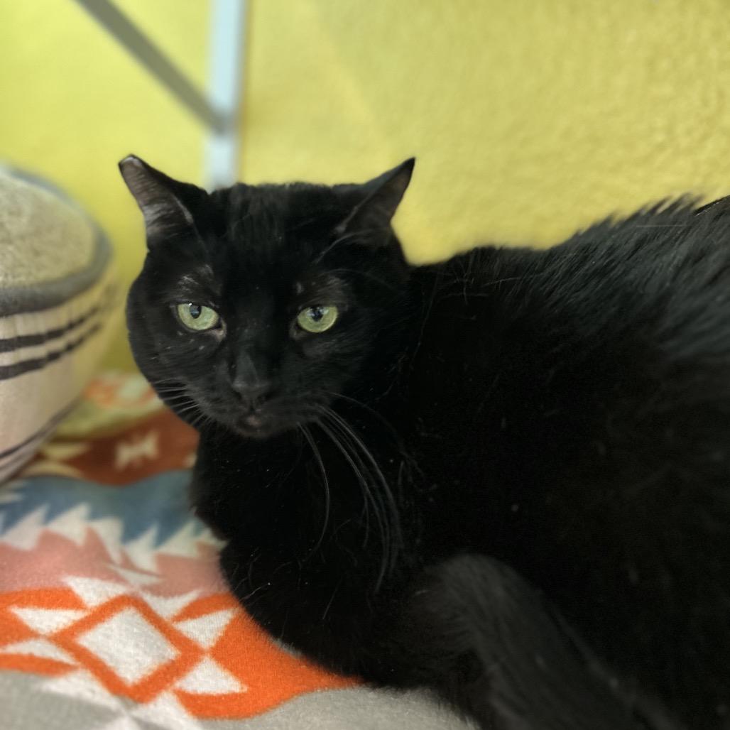 Kitty — thumbnail 4