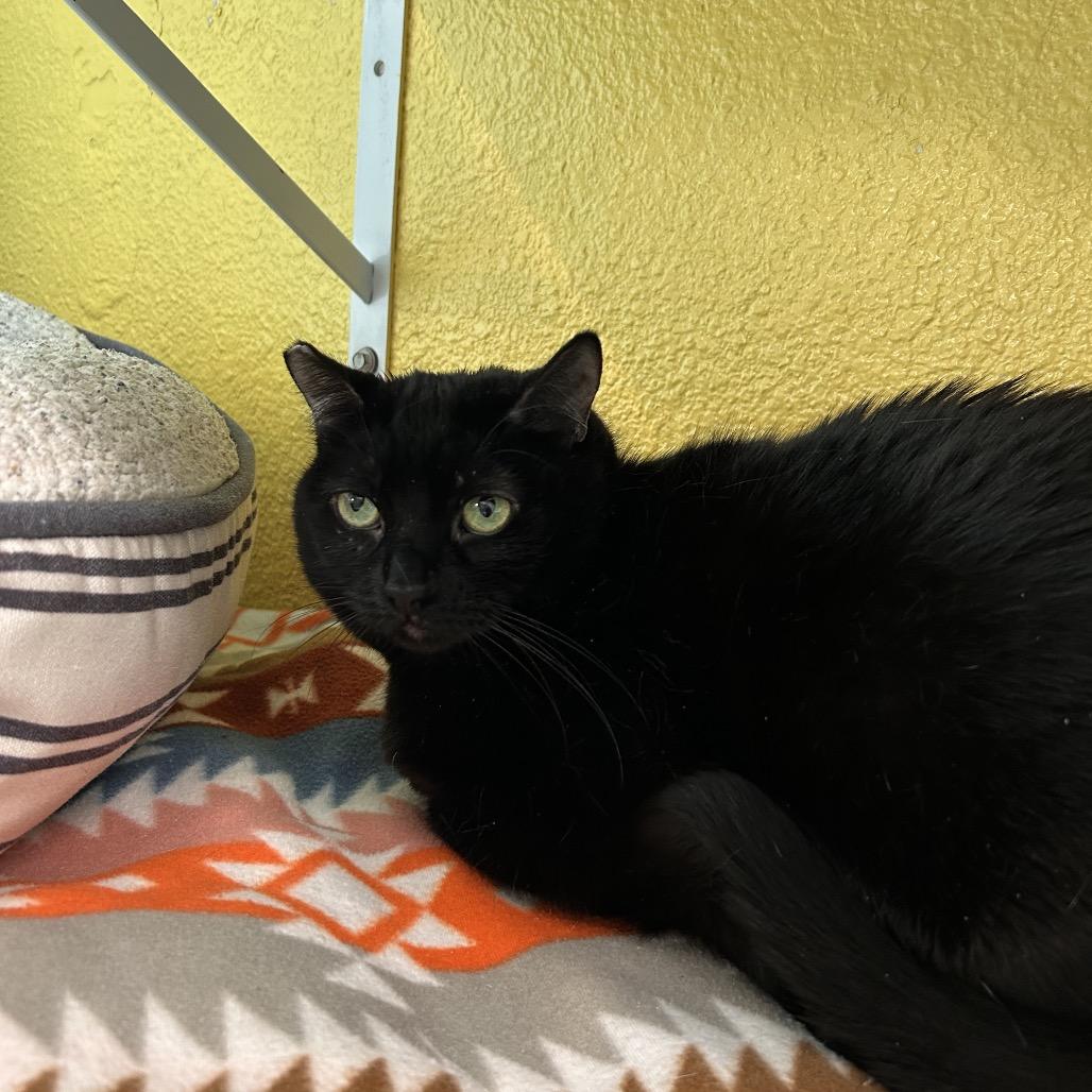 Enlarge Kitty, a Adoptable Domestic Short Hair in Fresno, CA image 4/6