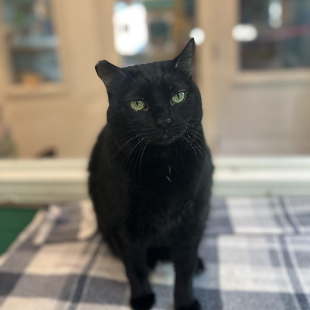 Enlarge Kitty, a Adoptable Domestic Short Hair in Fresno, CA image 5/6