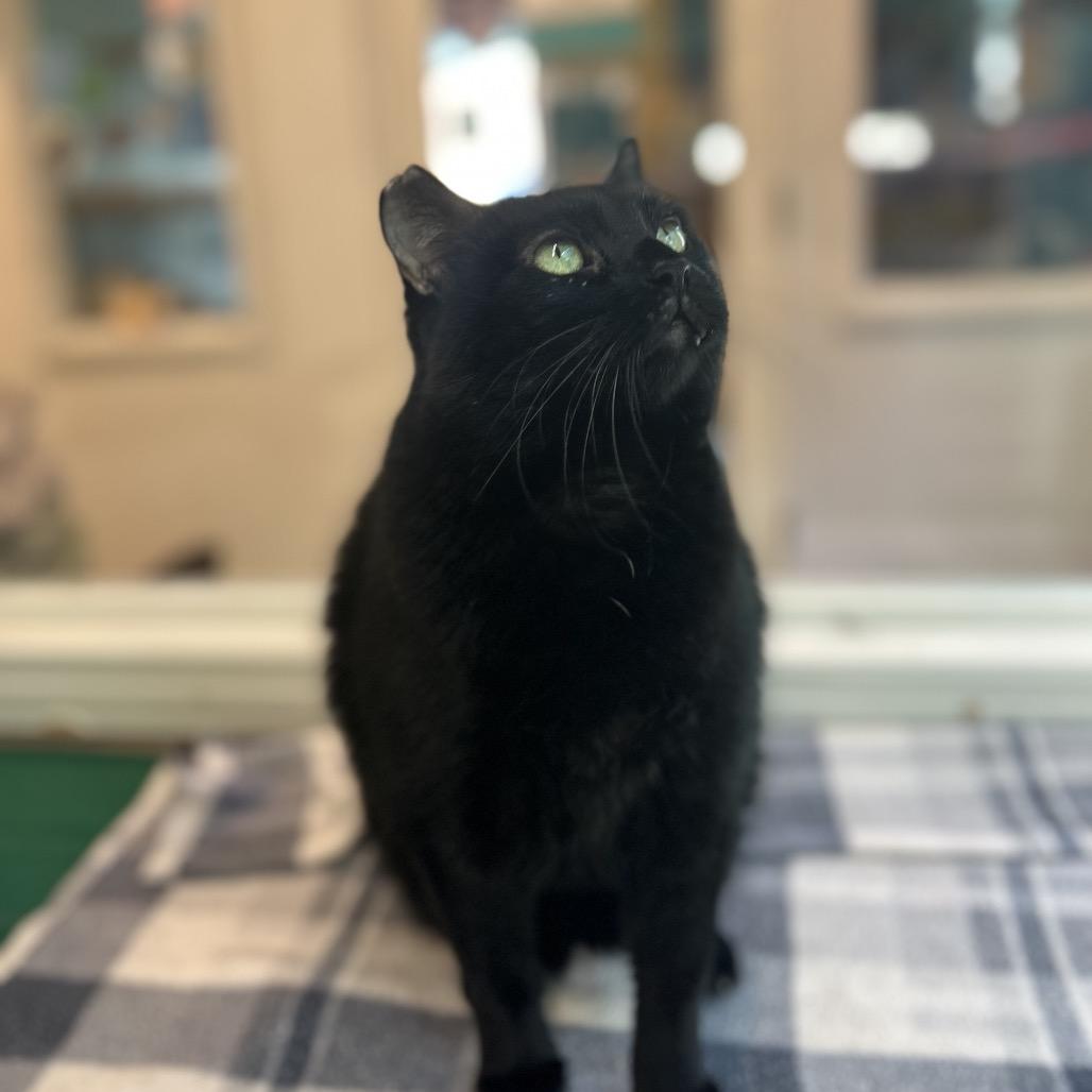 Enlarge Kitty, a Adoptable Domestic Short Hair in Fresno, CA image 6/6