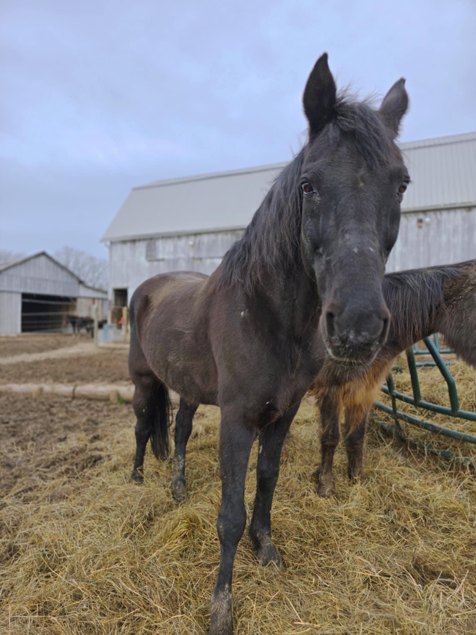 Salem, a Adoptable Tennessee Walker in Upper Sandusky, OH image 3/4