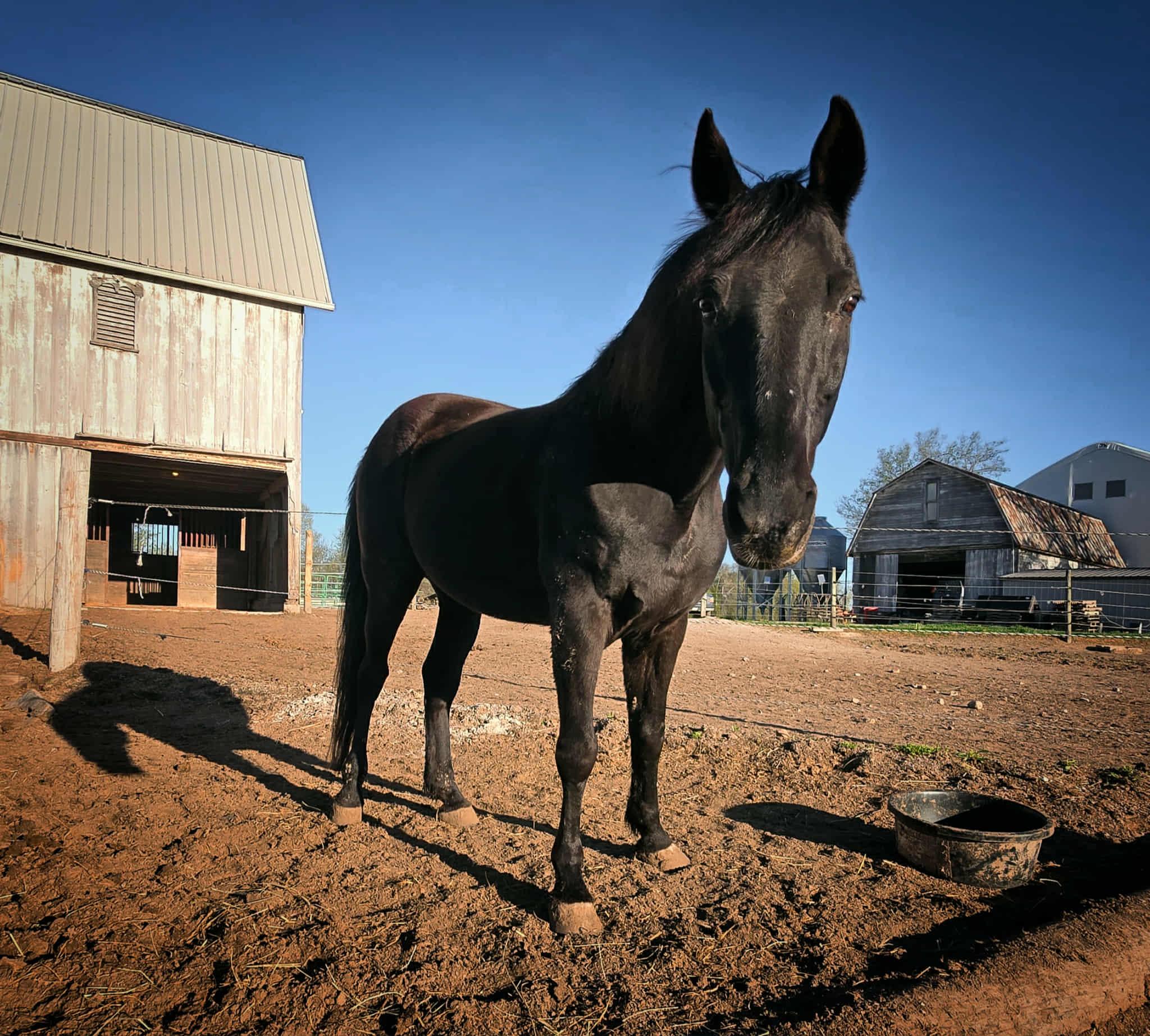 Salem, a Adoptable Tennessee Walker in Upper Sandusky, OH image 2/4