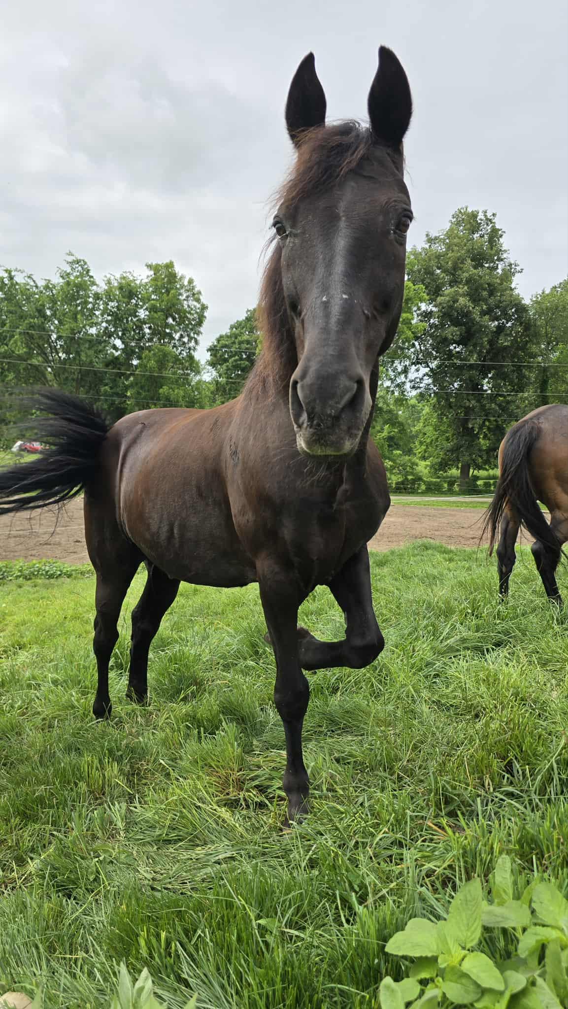 Salem, a Adoptable Tennessee Walker in Upper Sandusky, OH image 1/4
