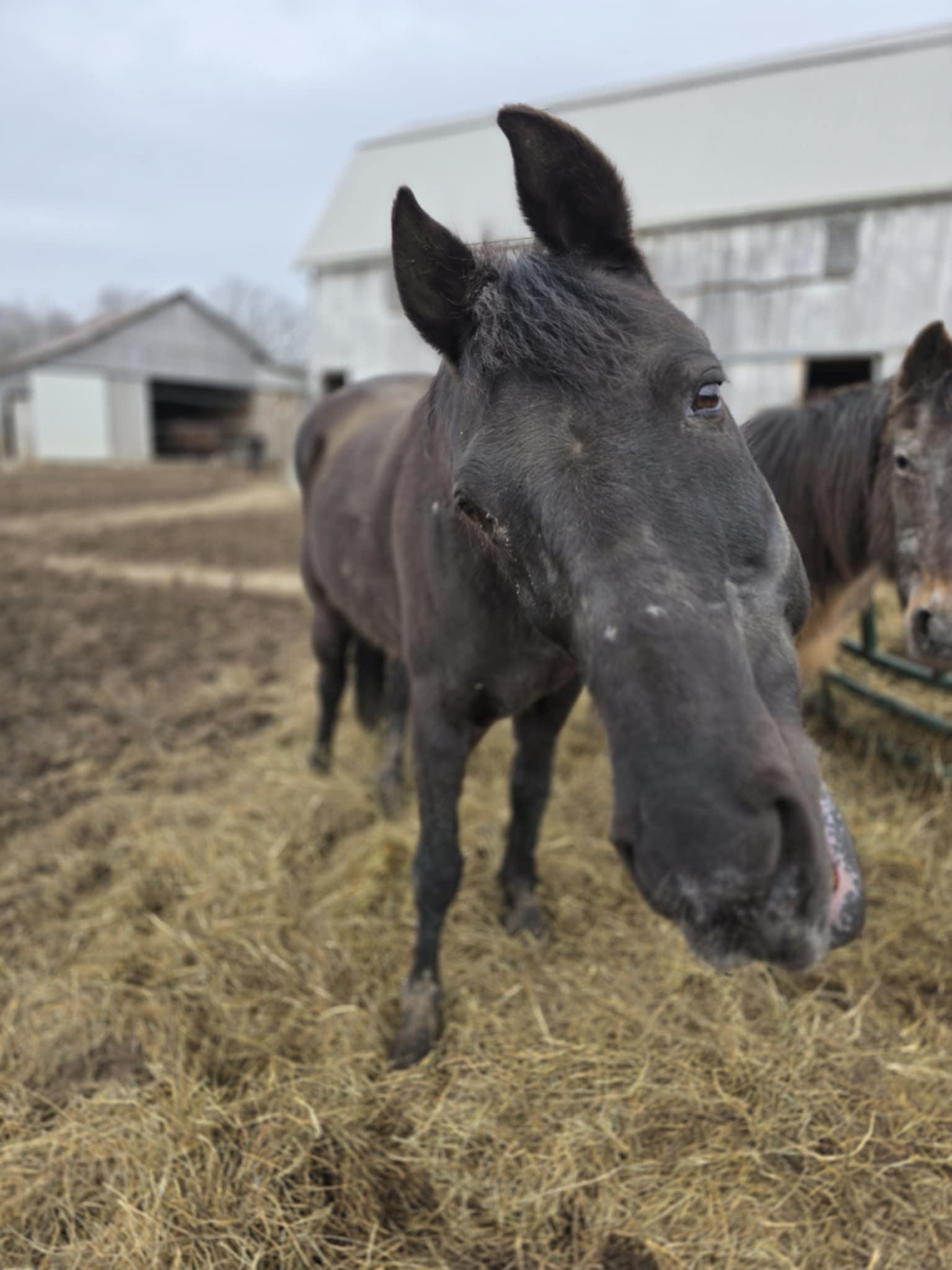 Salem, a Adoptable Tennessee Walker in Upper Sandusky, OH image 4/4