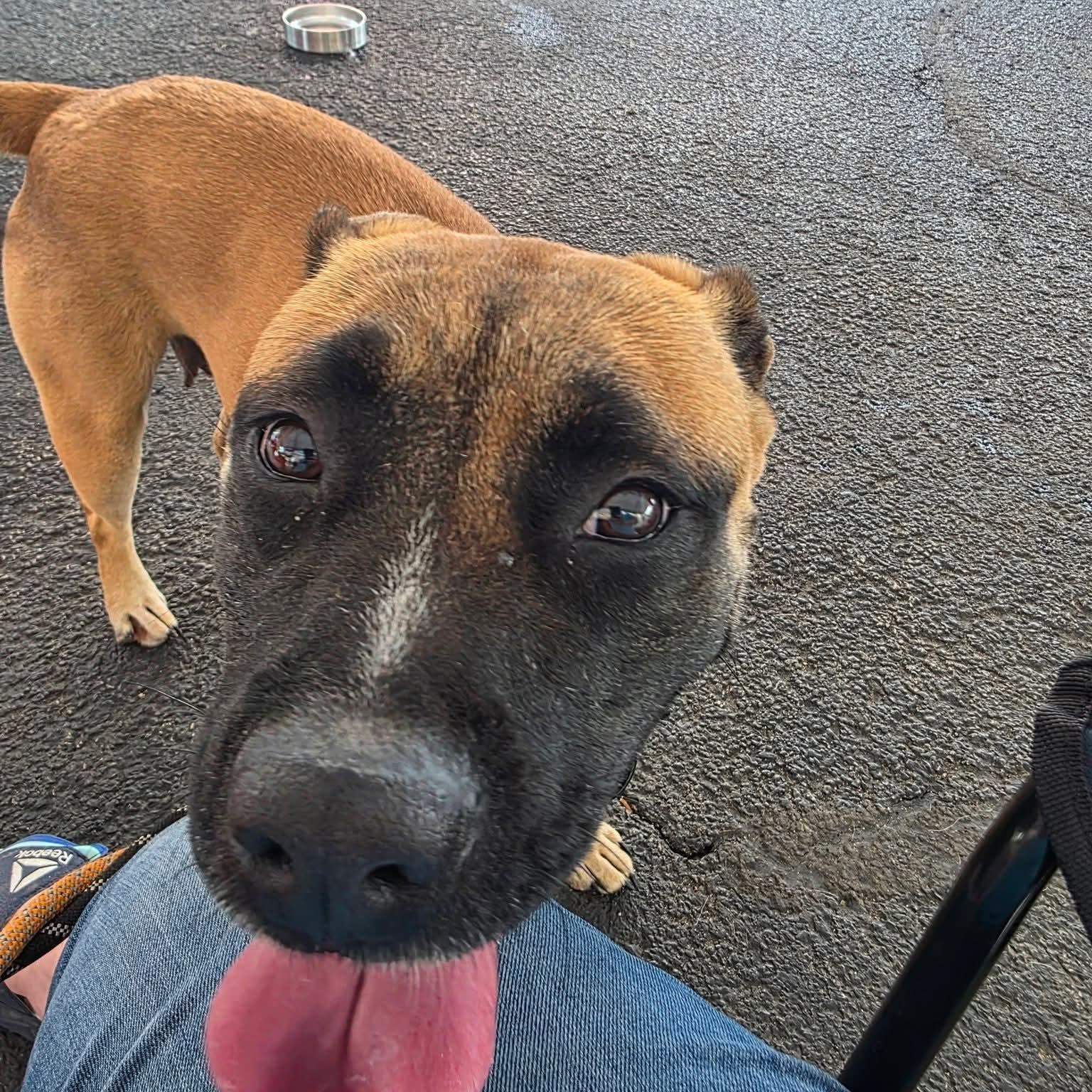Meeka, a ADOPTABLE mixed breed in Minooka, IL image 5/6