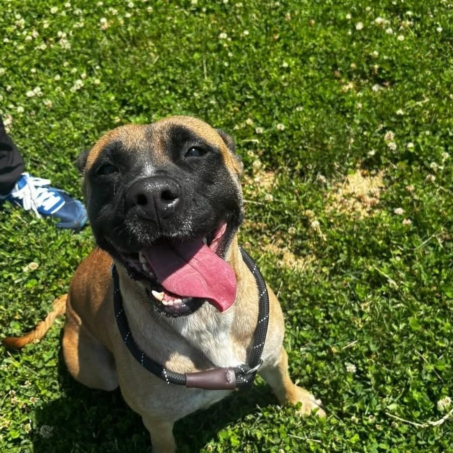 Meeka, a ADOPTABLE mixed breed in Minooka, IL image 2/6