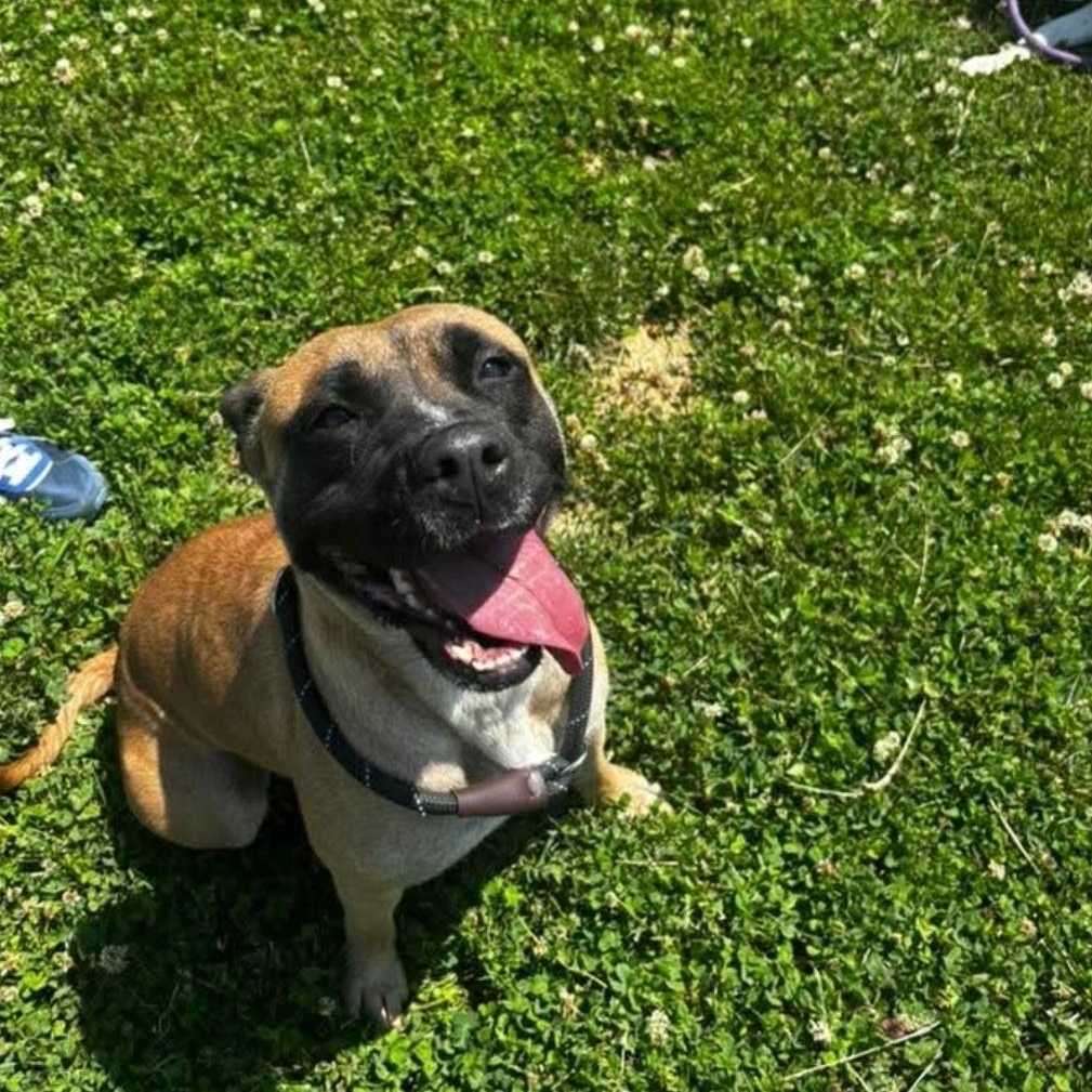 Meeka, a ADOPTABLE mixed breed in Minooka, IL image 4/6