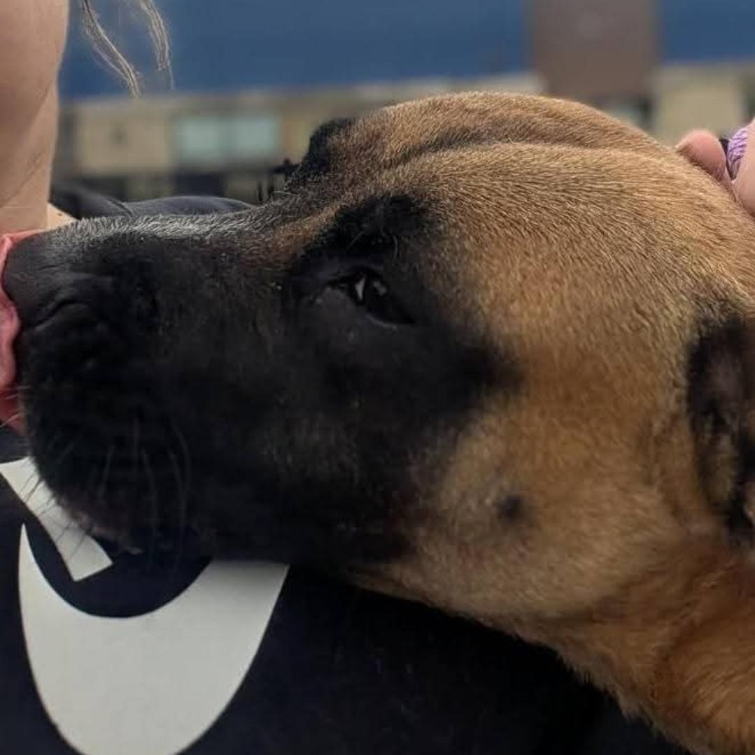 Meeka, a ADOPTABLE mixed breed in Minooka, IL image 3/6