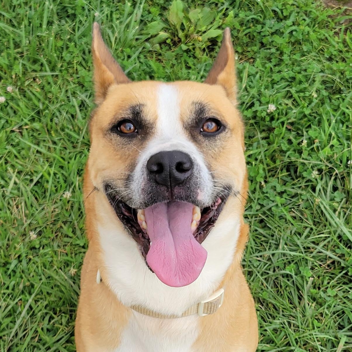 Enlarge Millie, a Adoptable mixed breed in West Jefferson, OH image 2/5