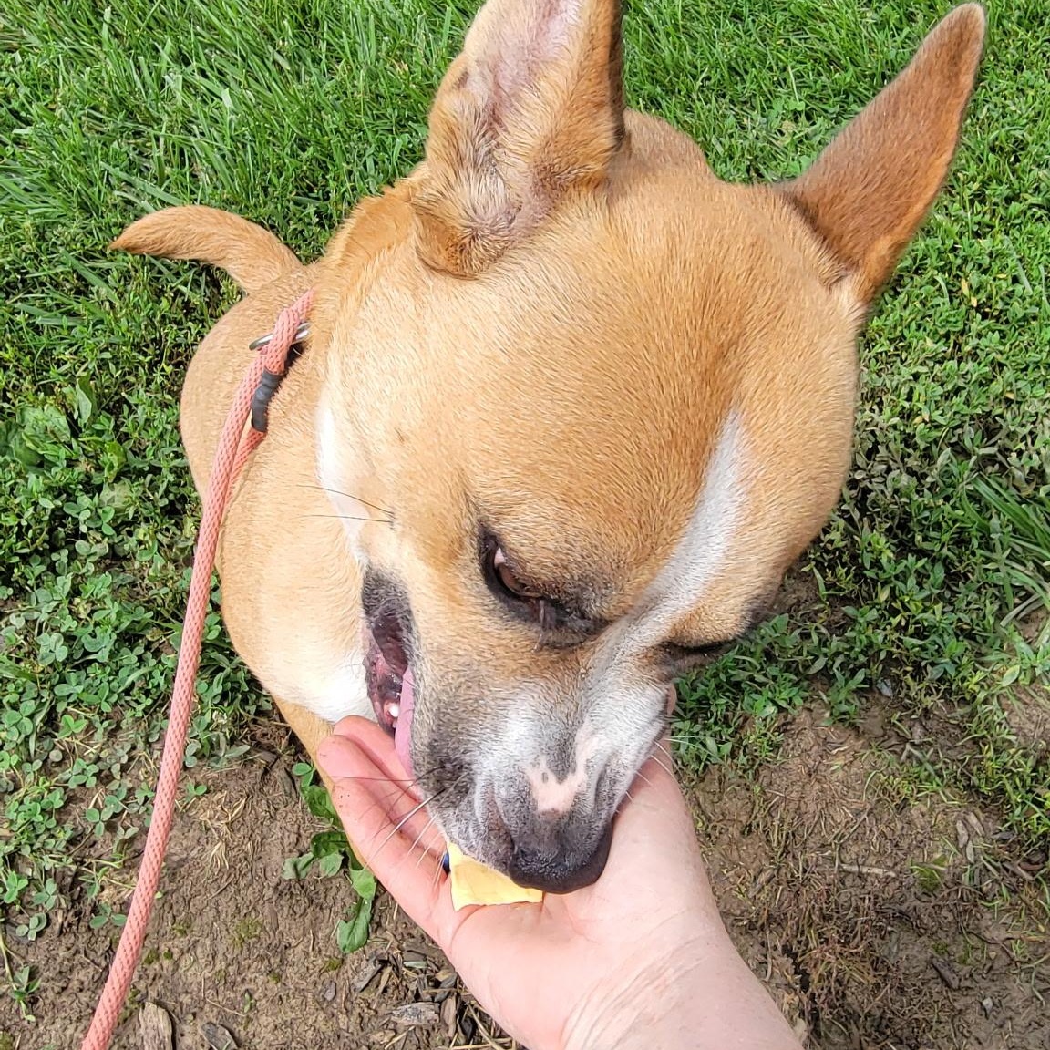Enlarge Millie, a Adoptable mixed breed in West Jefferson, OH image 5/5