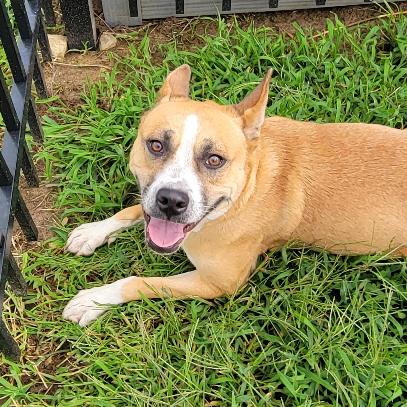 Enlarge Millie, a Adoptable mixed breed in West Jefferson, OH image 1/5