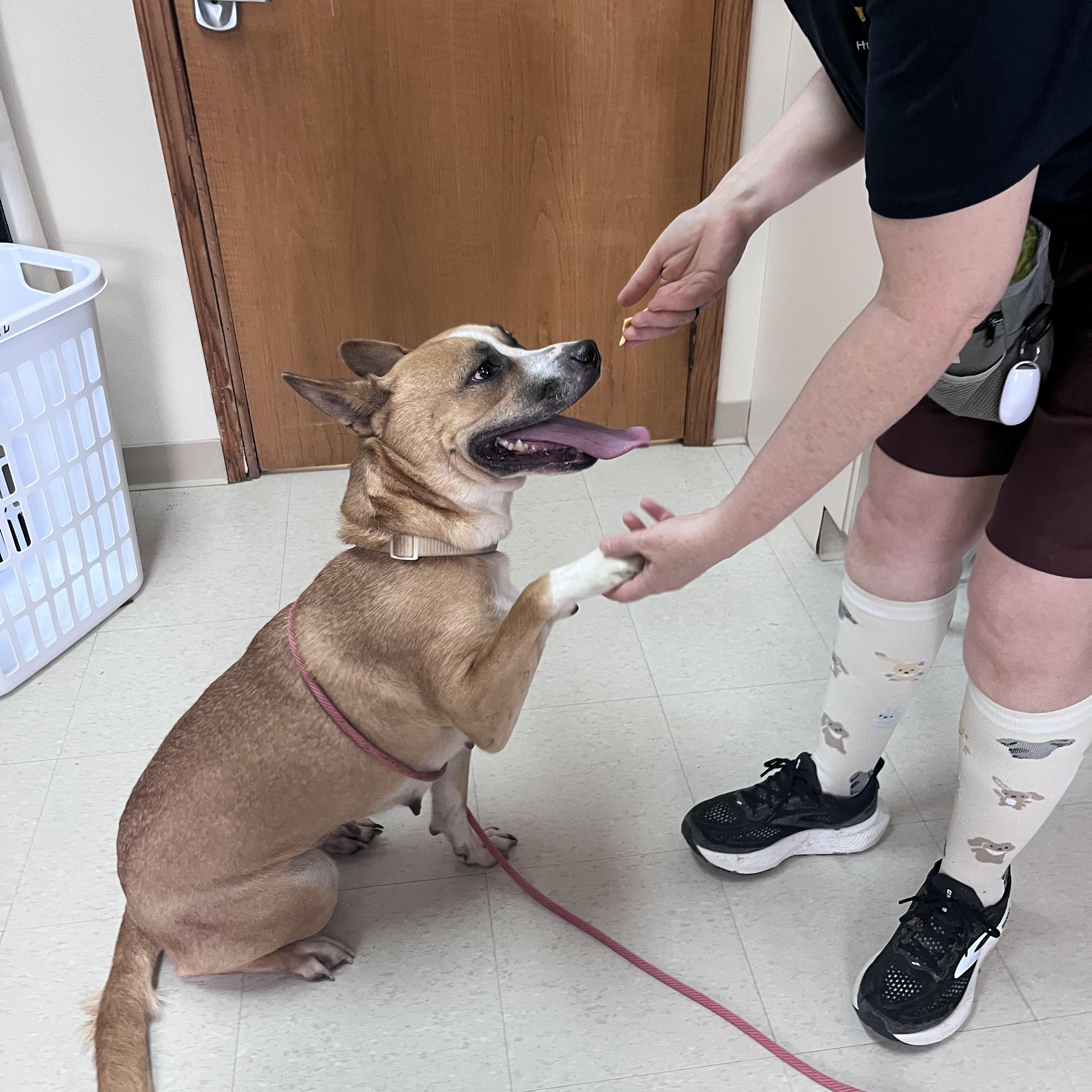 Enlarge Millie, a Adoptable mixed breed in West Jefferson, OH image 4/5