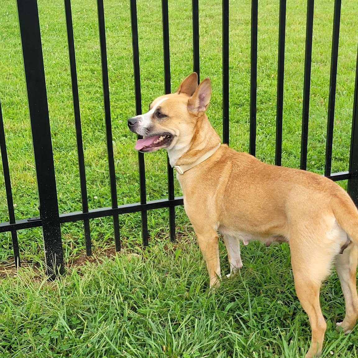 Enlarge Millie, a Adoptable mixed breed in West Jefferson, OH image 3/5