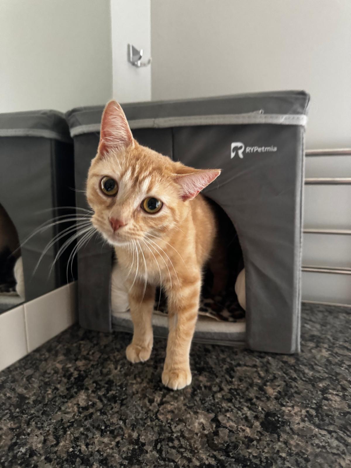 Enlarge Turmeric, a ADOPTABLE Domestic Short Hair in Calgary, AB image 5/5