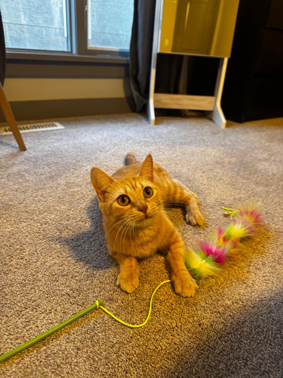 Enlarge Turmeric, a ADOPTABLE Domestic Short Hair in Calgary, AB image 3/5