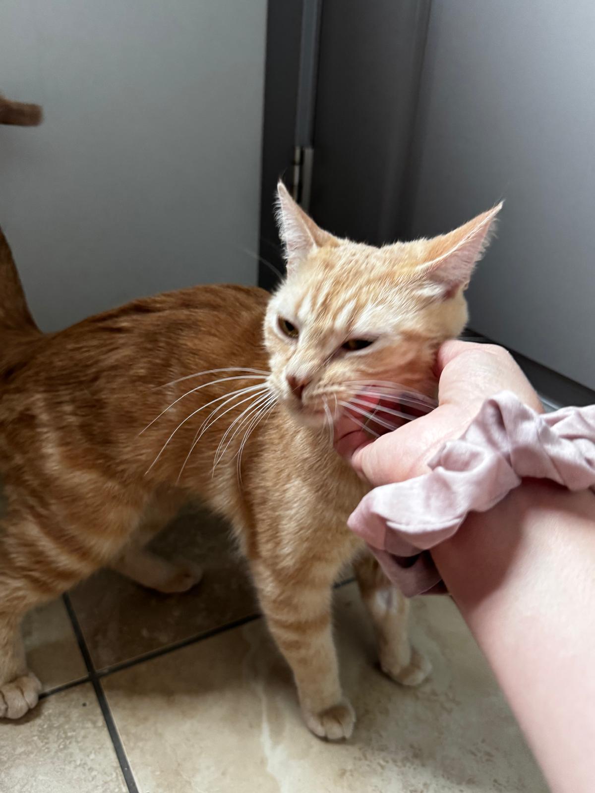Enlarge Turmeric, a ADOPTABLE Domestic Short Hair in Calgary, AB image 4/5