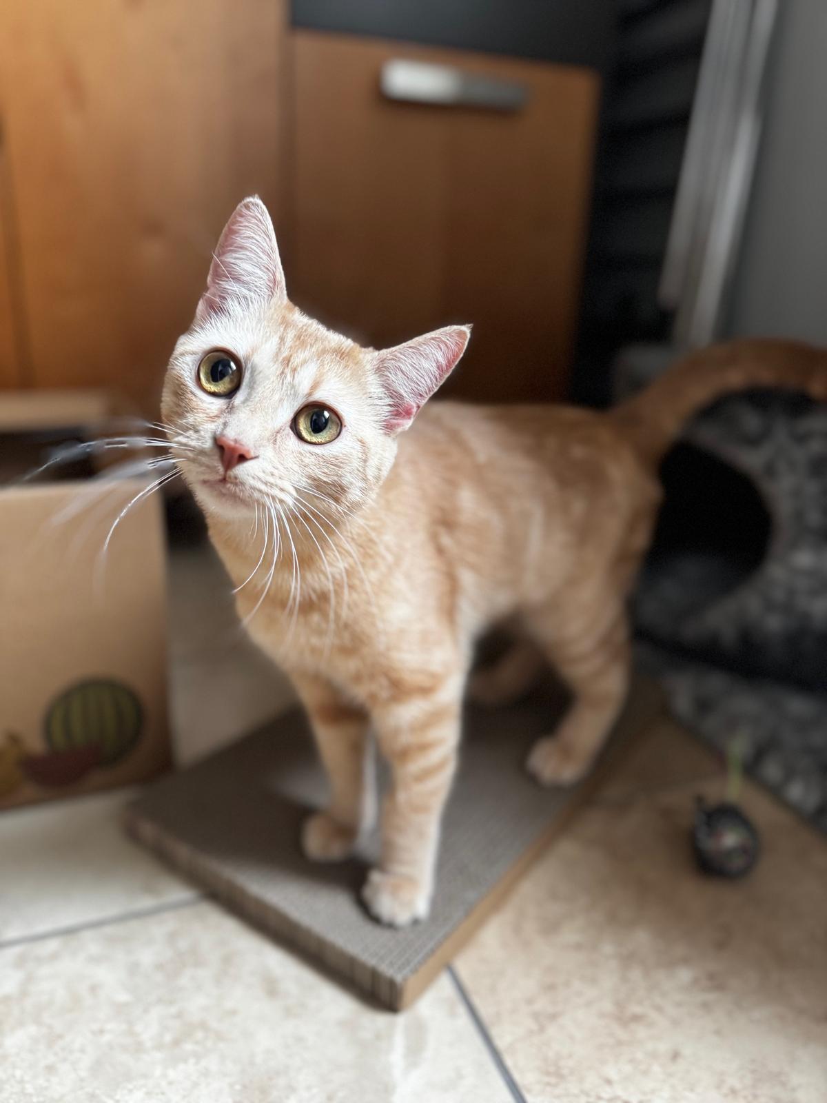 Turmeric, ADOPTABLE, Adult Female Domestic Short Hair.