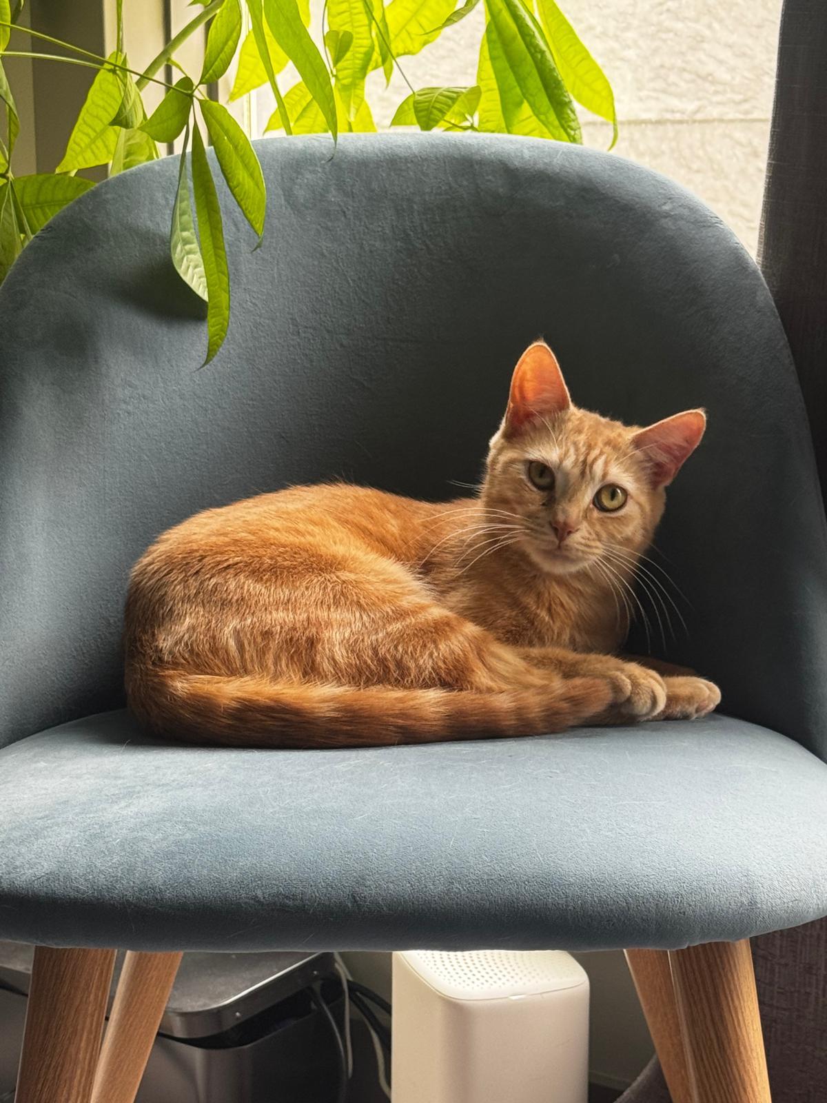 Enlarge Turmeric, a ADOPTABLE Domestic Short Hair in Calgary, AB image 2/5