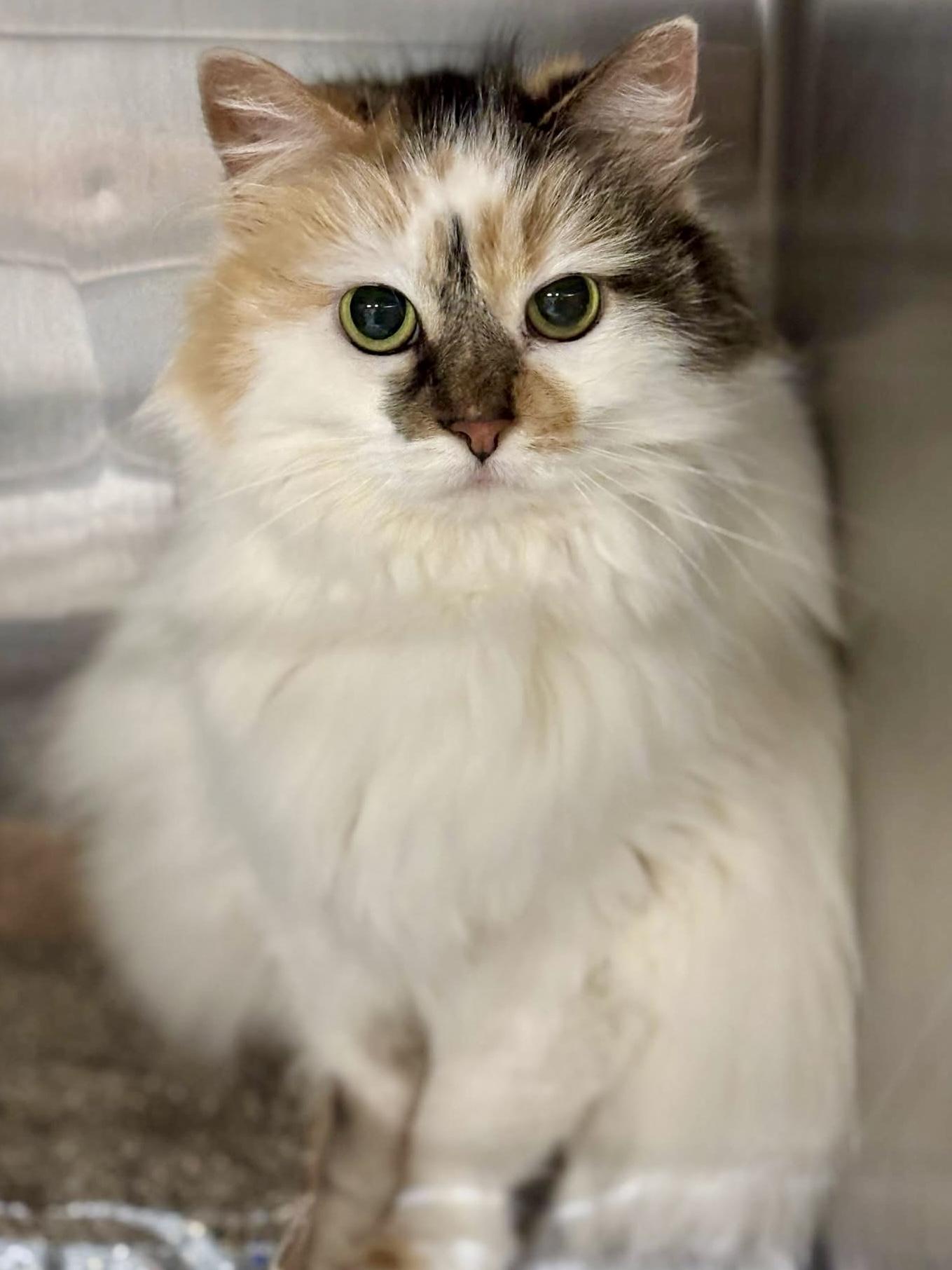 Emma, adopted, Adult Female Calico.