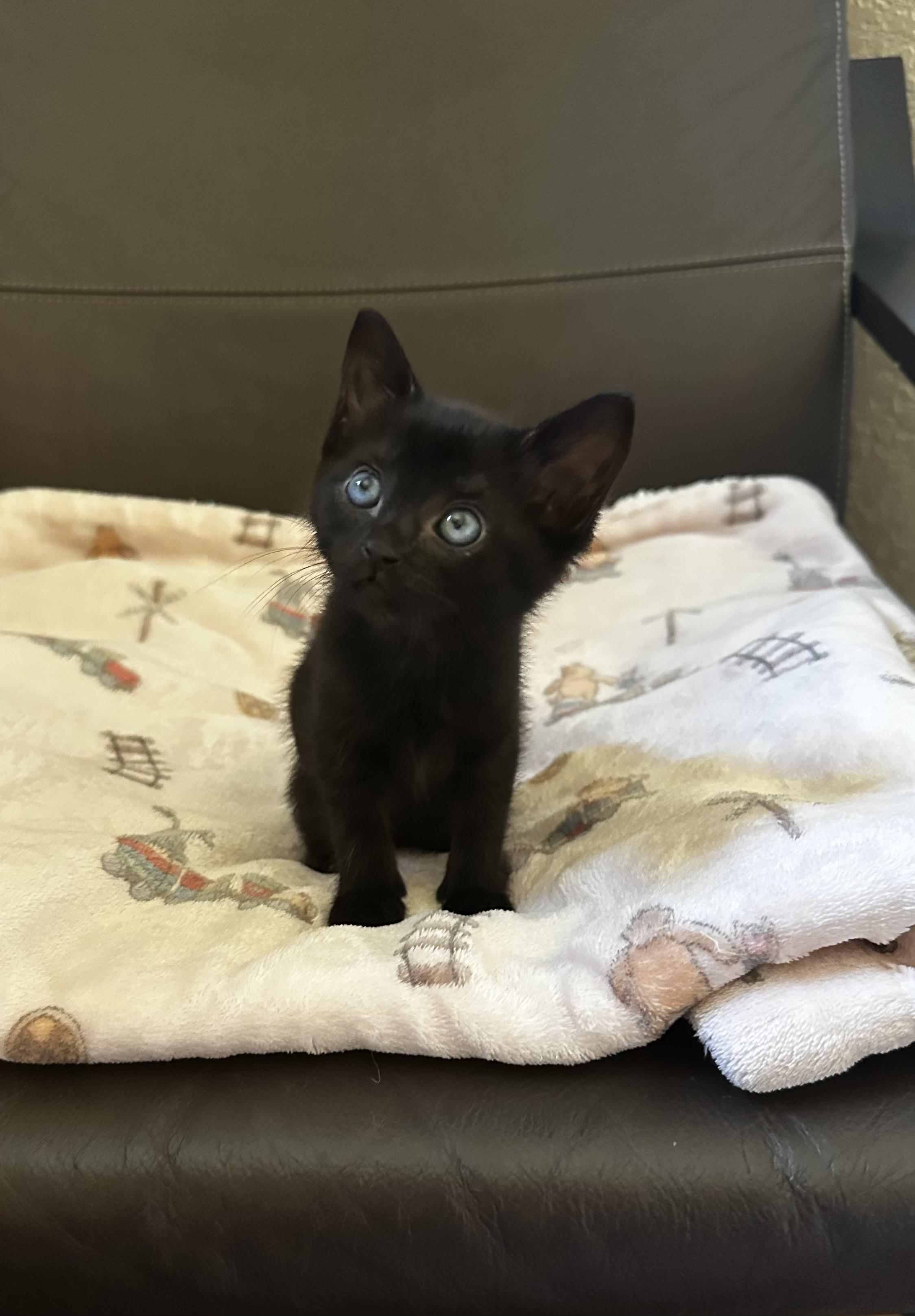 Willow, a Adoptable mixed breed in Dixon, CA image 1/4