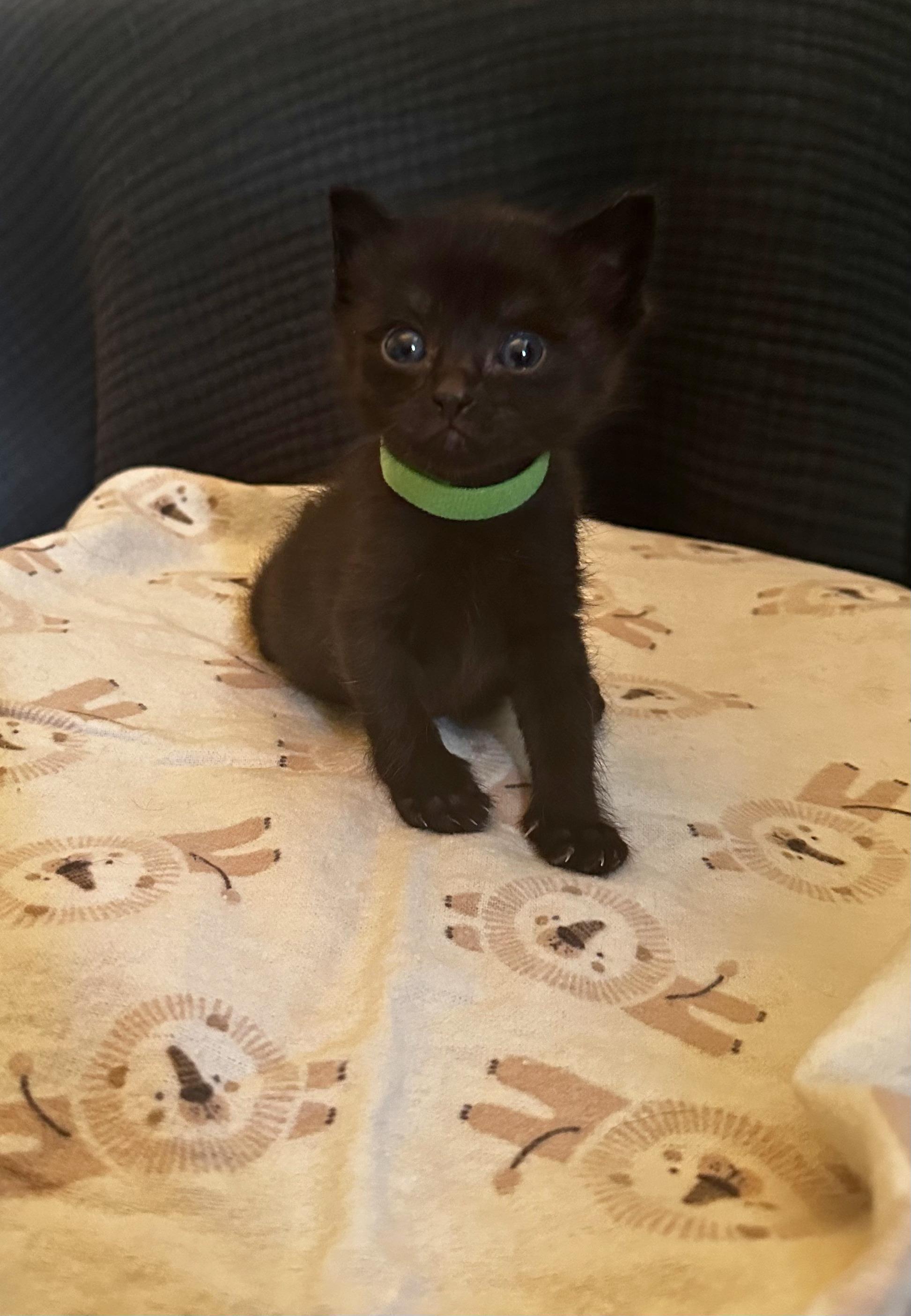 Willow, a Adoptable mixed breed in Dixon, CA image 4/4